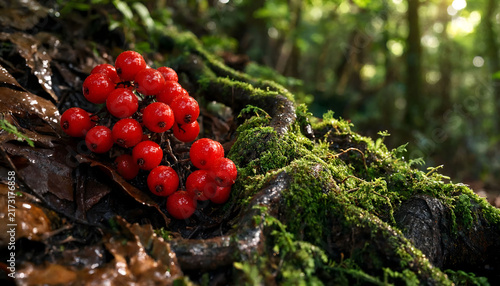 Macro close up of vibrant red berries growing on mossy rainforest floor