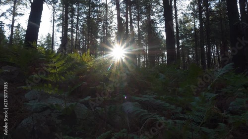 Sunrise in the forest beyond a patch of ferns