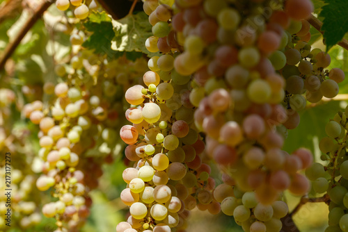 Bild auf Leinwand Grappe de raison blanc pour le vin de saumur, cépage Chenin ou sauvignon