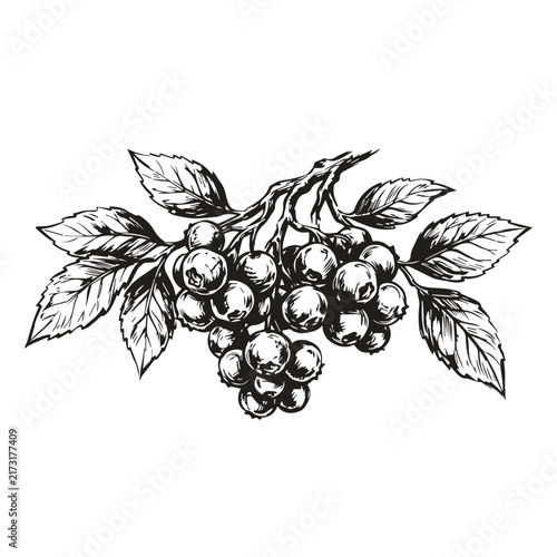 Hand drawn ink sketch of berry branch with leaves vector illustration