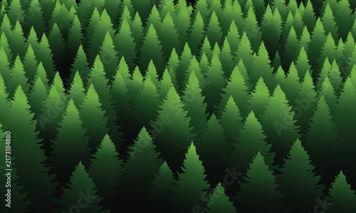 Dense evergreen trees stretch into the distance