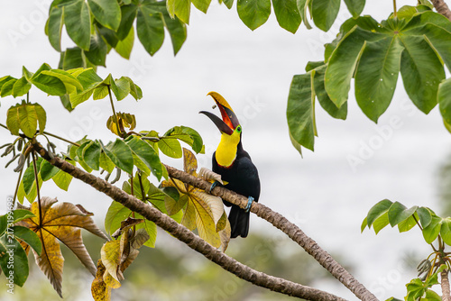 Foto Keel-billed toucan tossing food into open beak in Costa Rica