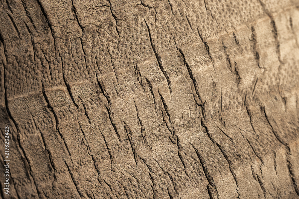 Naklejka premium Detailed close-up of a palm tree bark texture showing cracked, weathered brown wood with deep lines and natural grain. Macro composition ideal for backgrounds, nature projects, design and textures