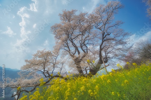 高知　ひょうたん桜公園の風景