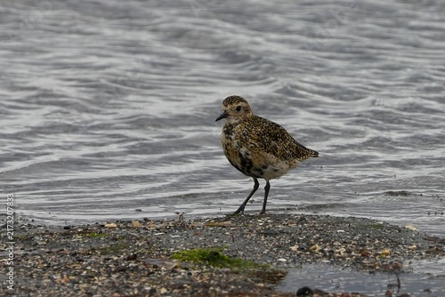 Obraz na plátně The European golden plover (Pluvialis apricaria) is a relatively large species of plover