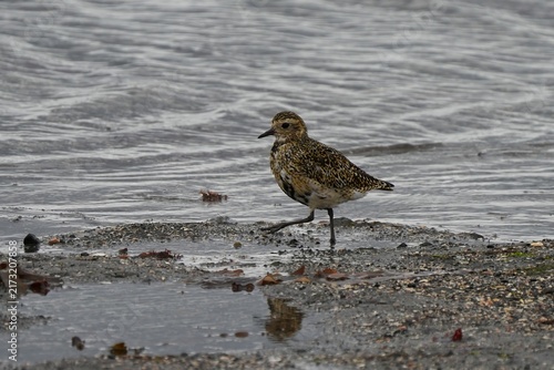 Cuadro en lienzo The European golden plover (Pluvialis apricaria) is a relatively large species of plover