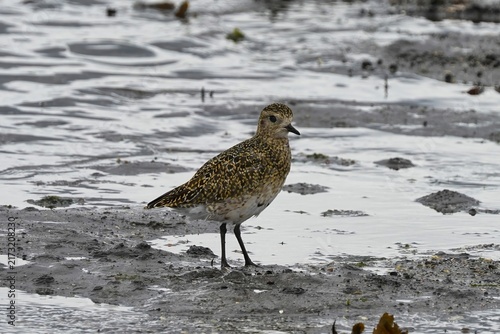 Obraz na płótnie The European golden plover (Pluvialis apricaria) is a relatively large species of plover