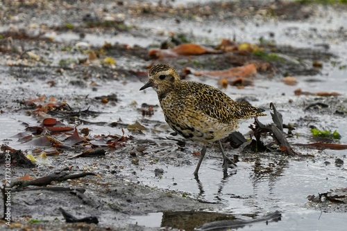 Canvastavla The European golden plover (Pluvialis apricaria) is a relatively large species of plover