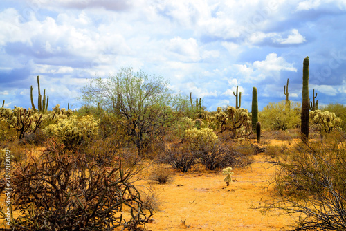 Sonoran Desert Arizona