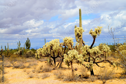 Sonoran Desert Arizona