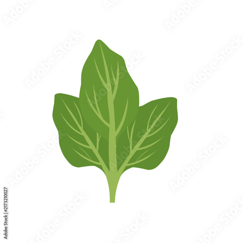 Spinach leaves vegetable illustration. Spinach leaves plant vector. Fresh spinach flat design. Healthy vegetable illustration. Vector Illustration of Fresh VegetableSpinach leaves vegetable illustrati