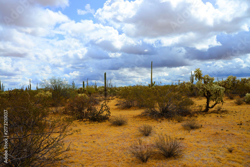 Sonoran Desert Arizona