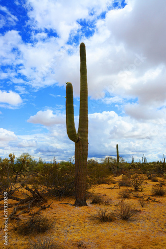 Old Saguaro Cactus Sonora desert Arizona