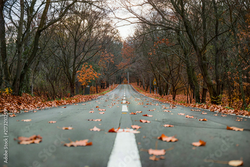 Cuadro en lienzo Ground level view along an empty tree lined road with copper leaves scattered ac