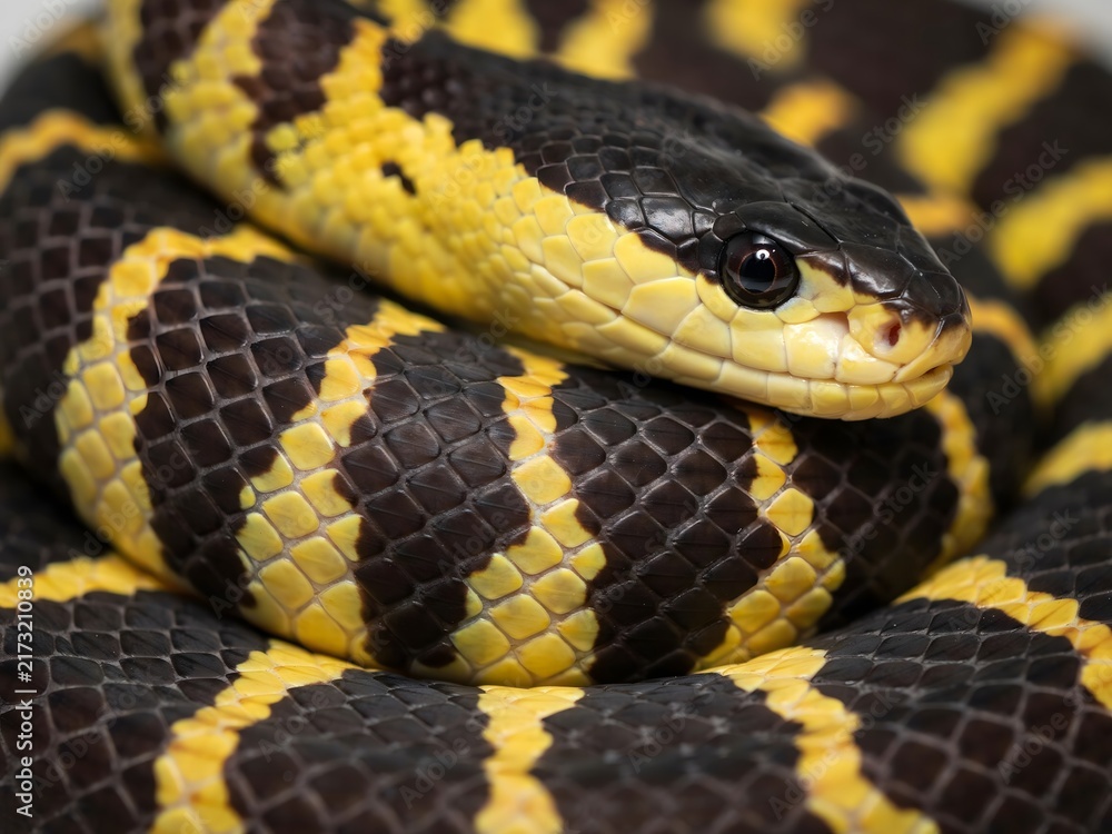 Fototapeta premium Close-up of a Yellow and Black Striped Ball Python Snake