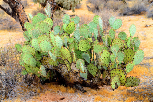 Prickly Pear Cactus Sonora Desert Arizona