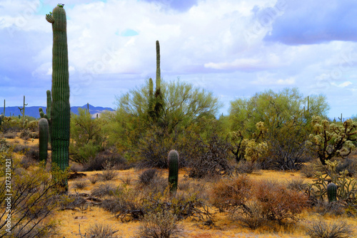 Sonoran Desert Arizona