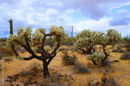 Sonoran Desert Arizona