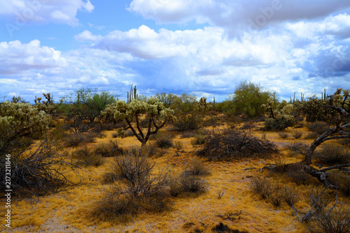 Sonoran Desert Arizona