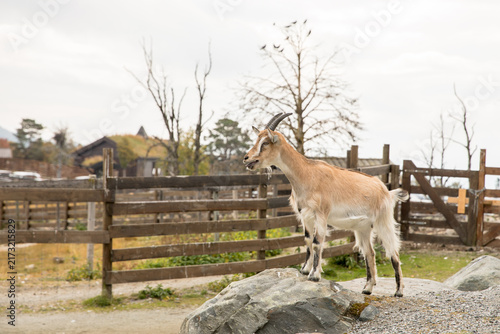 Goat Standing on a Rock in Mountain Landscape