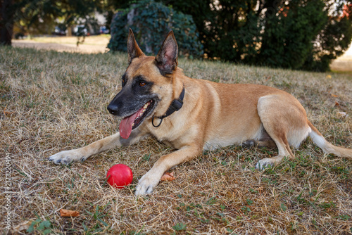 Cuadro en lienzo Happy belgian malinois dog resting fall leaves red play ball, animal shelter ado