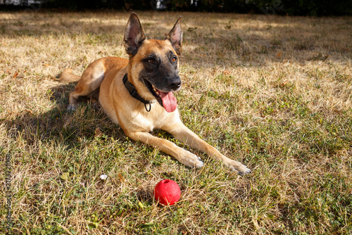 Fotografía Alert german shepherd malinois dog resting yellow grass near red toy ball, pet s