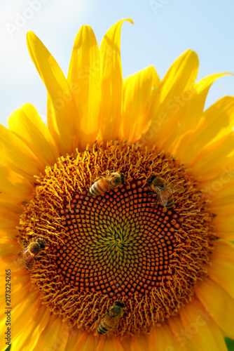 Quadro su tela Sunflower and honeybee