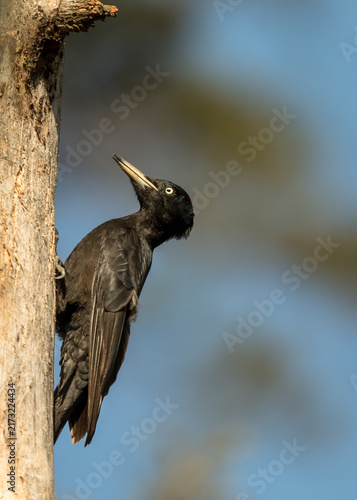 Female Black Woodpecker on Tree Trunk