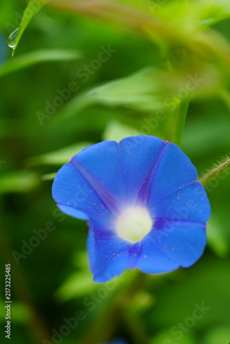 Foto Morning glory