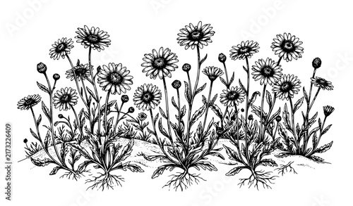 Daisy Field Hand Drawn Engraving Illustration Vintage Botanical Vector