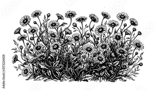 Vintage Daisy Meadow Hand Drawn Botanical Engraving Illustration on White