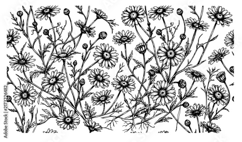 Daisy Field Vintage Engraving Floral Wallpaper Botanical Hand Drawn Illustration