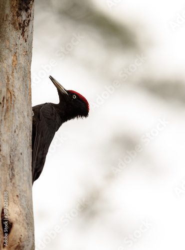 Male Black Woodpecker on Dead Scots Pine