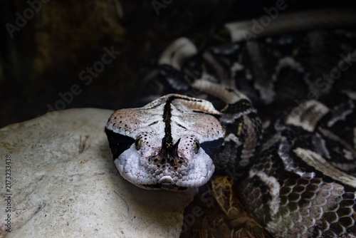 Obraz na płótnie close up of a snake