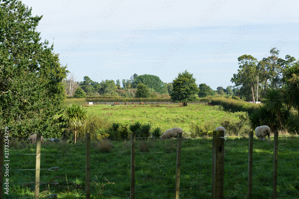 Fototapeta premium Sheep Grazing Behind Fence in Green Pasture in Waikato, New Zealand