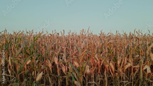 Agricultural Corn Field in Autumn Season from Drone