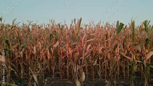 Aerial View of Corn Field in Late Summer