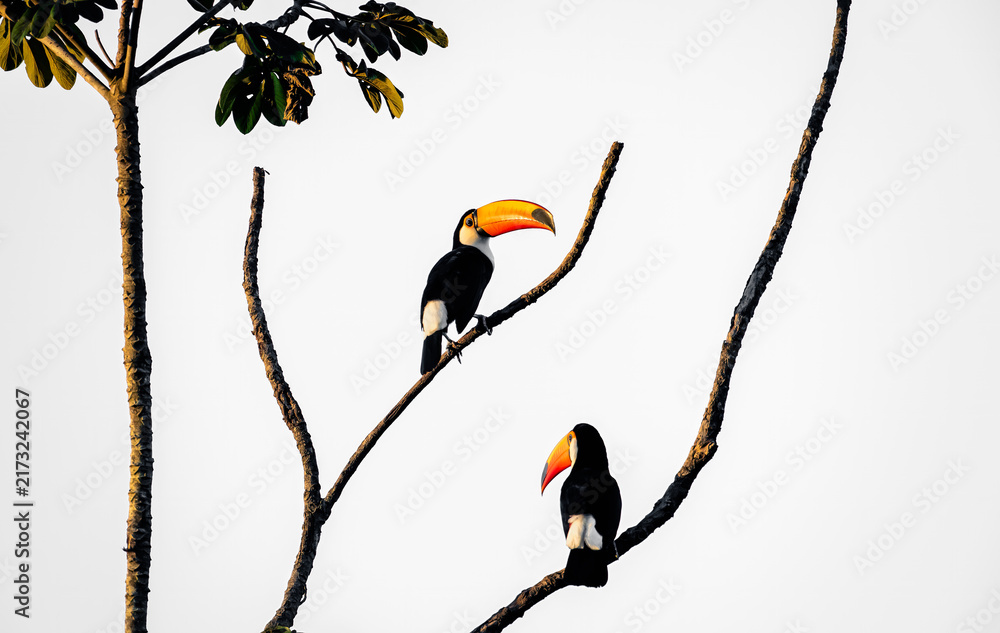 Fototapeta premium toucans on a tree