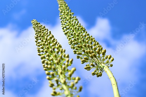 Foto A close-up of a lupine inflorescence with unopened flower buds against a blue sk