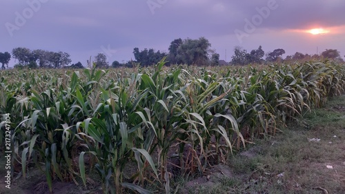 Scenic eye-level view of a lush green cornfield stretching alongside a paved rural road under a dramatic evening or early morning sky.
