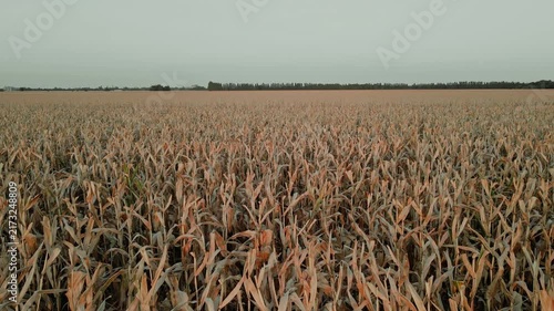 Aerial Drone View of Vast Corn Field Ready for Harvest