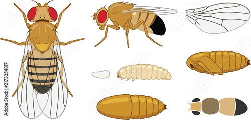 Fruit Fly Life Cycle Illustration Showing Adult Flies, Wings, Eggs, Larvae, Pupae, and Metamorphosis Stages for Biology Education