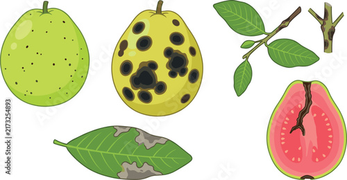 Guava Fruit and Leaf Collection Showing Fresh Green Guava, Diseased Fruit, Damaged Leaves, Branches, and Botanical Plant Parts