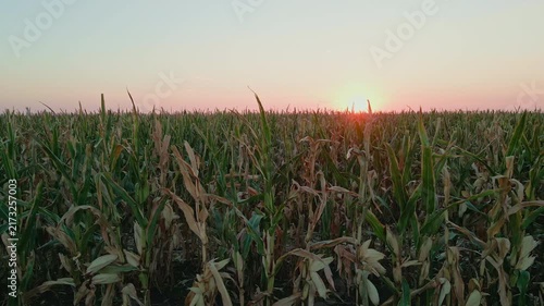 Cornfield at Golden Hour with Sunset Over Farmland