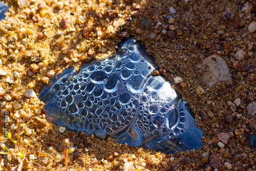 Quadro su tela Plastic bottle fragment buried in desert sand featuring condensation droplets as