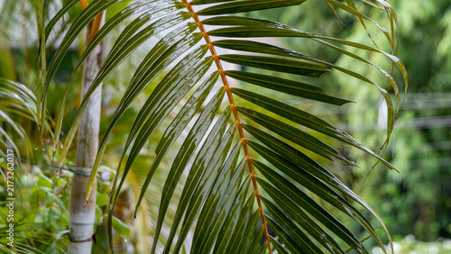 Wet green leaves during monsoon rainfall