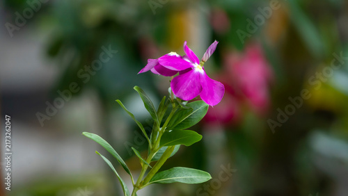 Vinca or Periwinkle or Sada Bahar flower with a bud on top