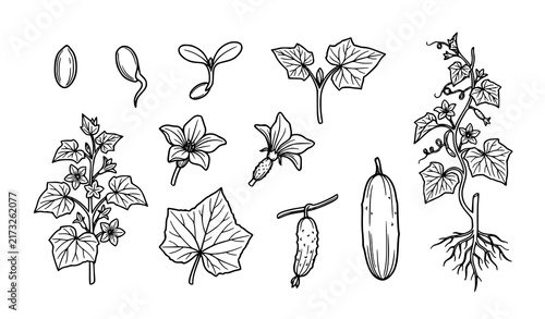 SEO Title:
Cucumber Plant Seed Flower Fruit Growth Botanical Outline Vector Set