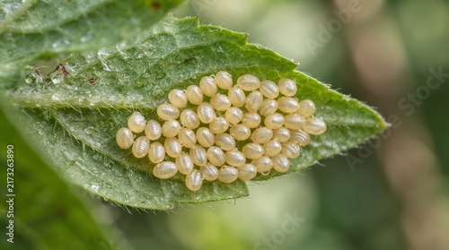 Macro photography of numerous small oval insect eggs carefully clustered on a vibrant green textured leaf surface in a natural habitat