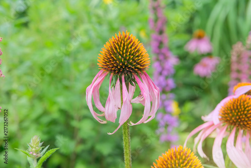 Pink Echinacea is growing in garden. Dry Gaillardia grows in meadow. Plant of Aster family. Countryside garden. Sunny day.